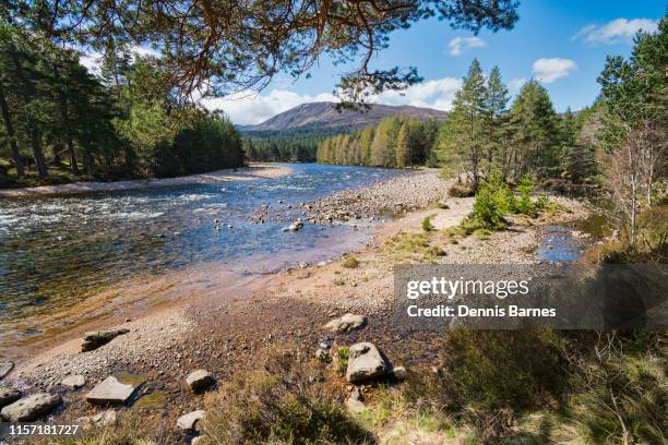 river dee near braemar, spring sunlight, aberdeenshire, scotland, uk - deeside stock-fotos und bilder