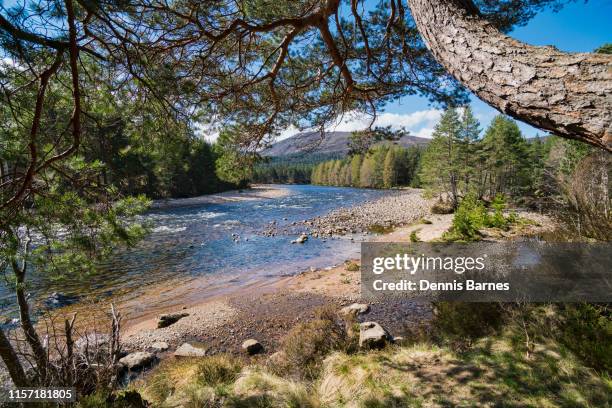 river dee near braemar, spring sunlight, aberdeenshire, scotland, uk - deeside stock-fotos und bilder