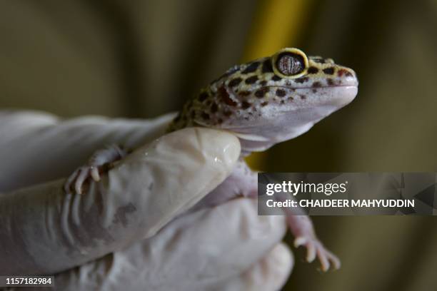 Yellow leopard gecko is seen handled by a nature conservation agency officer, after it and several other geckos were handed over by an exotic pet...