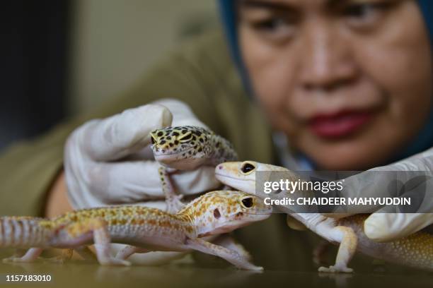 Leopard geckos are seen handled by a nature conservation agency officer, after they were handed over by an exotic pet keeper in Banda Aceh on July...