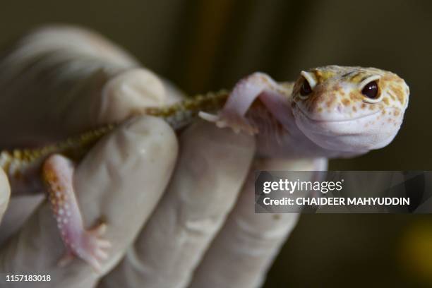 An albino leopard gecko is seen handled by a nature conservation agency officer, after it and several other geckos were handed over by an exotic pet...