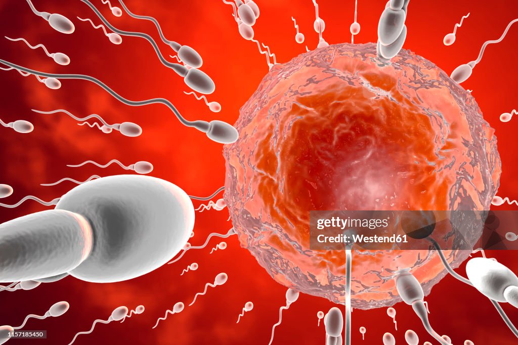 3D Rendered Illustration, visualisation of sperm cells racing to a egg to fertilise