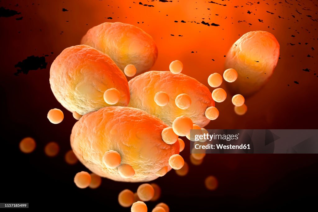 3D Rendered Illustration, visualisation of fat cells clogging together in the human body