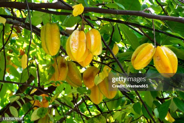 seychelles, la digue, star fruits at tree - carambola stock pictures, royalty-free photos & images