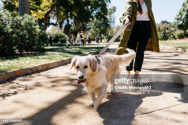 portrait of labrador retriever going walkies in city park with mistress - arrastar imagens e fotografias de stock