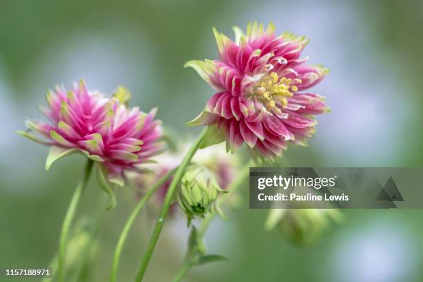 aquilegia nora barlow - columbine flower stock pictures, royalty-free photos & images