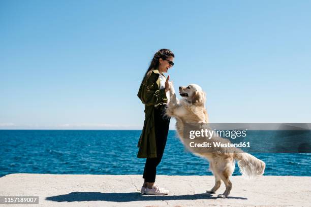 laughing woman playing with her labrador retriever on a dock - dog and owner stock pictures, royalty-free photos & images