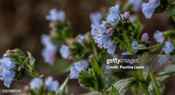 pulmonaria or lungwort. - pulmonaria officinalis stock pictures, royalty-free photos & images