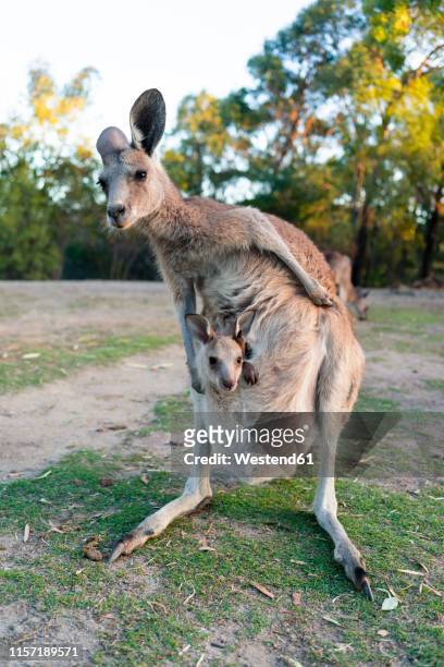 australia, queensland, mum kangaroo carrying joey in her pouch - joey kangaroo photos et images de collection