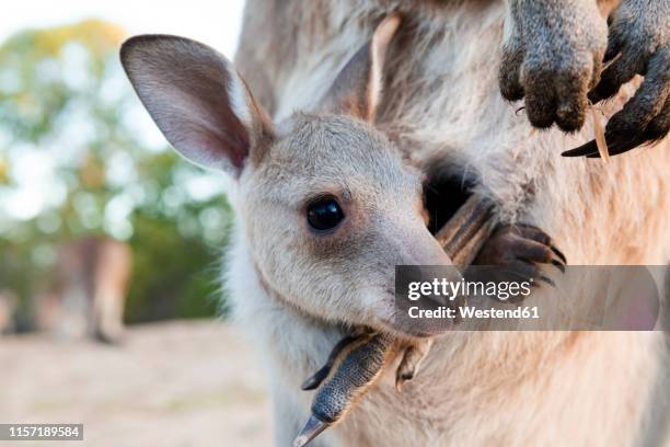 australia, queensland, joey in its mums pouch - marsupial stock pictures, royalty-free photos & images