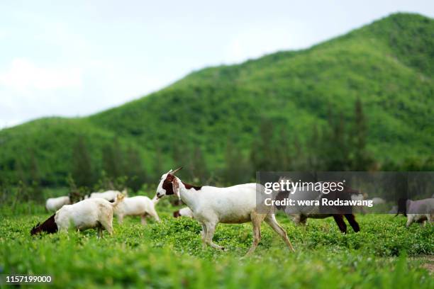 goat farm - goat grazing stock pictures, royalty-free photos & images