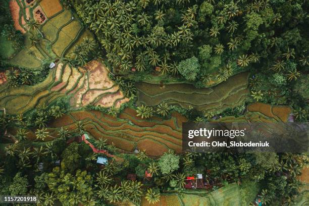 scenic flyg bild av tegallalang risfält på bali, indonesien - indonesisk kultur bildbanksfoton och bilder