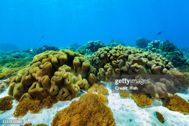 sarcophyton trocheliophorum, soft coral paradise parque nacional komodo, indonesia - triángulo de coral fotografías e imágenes de stock