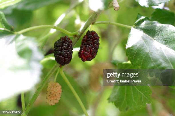 mulberries beginning to ripen on the tree - mulberry bush stock-fotos und bilder