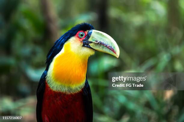 exotic tucano in the nature - amazon rainforest animals stock pictures, royalty-free photos & images