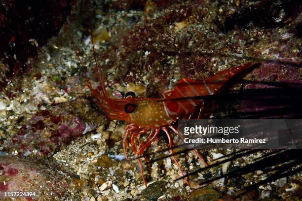 red night shrimp. - red night shrimp stock pictures, royalty-free photos & images