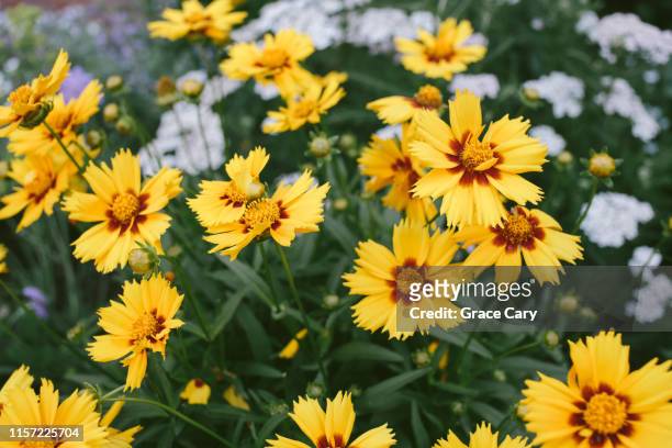 yellow & red tickseed - garden coreopsis flowers stock pictures, royalty-free photos & images