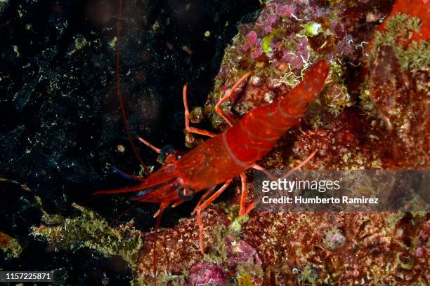 red night shrimp. - red night shrimp stock pictures, royalty-free photos & images