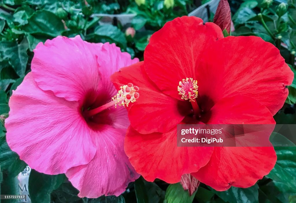 Hibiscus flowers red and pink