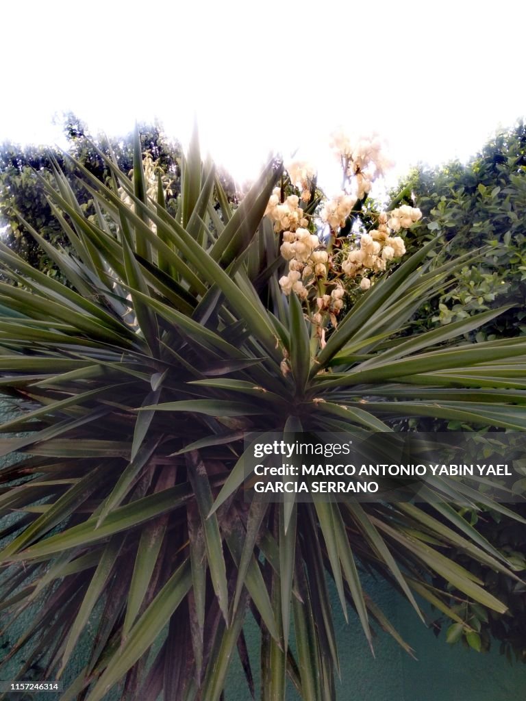Agave fruits