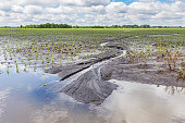 Heavy rains and storms in the Midwest have caused field flooding and corn crop damage