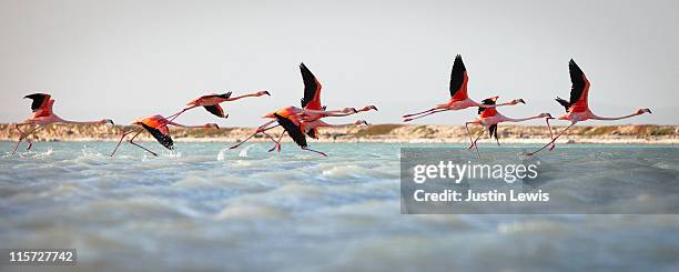 flamingos taking flight - bonaire stockfoto's en -beelden