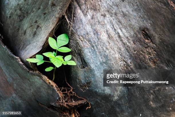 new growth from old concept. young tree with green leaves and tender shoots. - reincarnation stock pictures, royalty-free photos & images