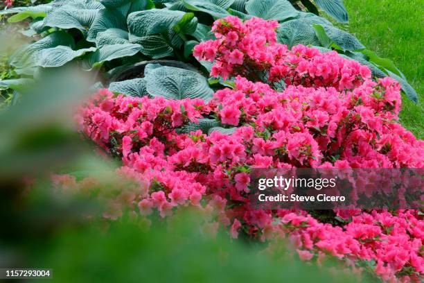 azalea in full bloom selective focus - azalea foto e immagini stock