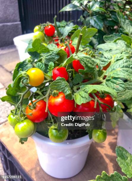 tomato plant in flower pot - unripe stock pictures, royalty-free photos & images