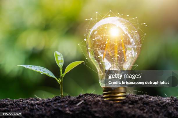 light bulb and tree,growth concept - eficiencia energetica fotografías e imágenes de stock