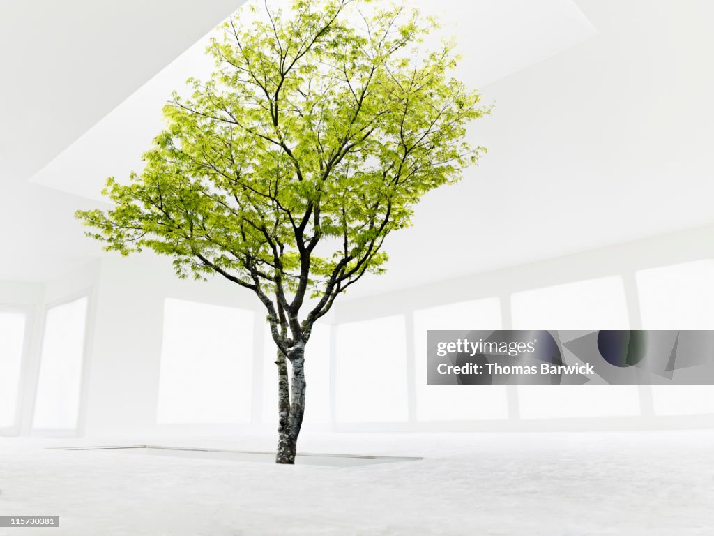 Tree growing from stairwell toward skylight
