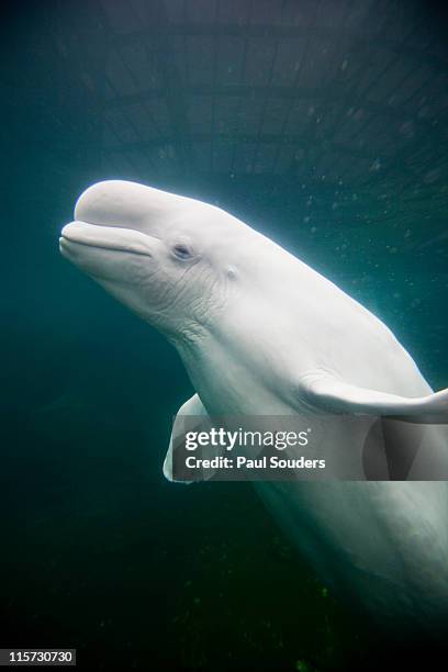 beluga whale. - new england aquarium stock pictures, royalty-free photos & images