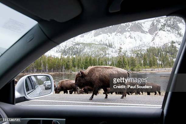 bishon, yellowstone national park. - american bison stock-fotos und bilder