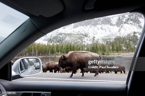 Bishon, Yellowstone National Park.