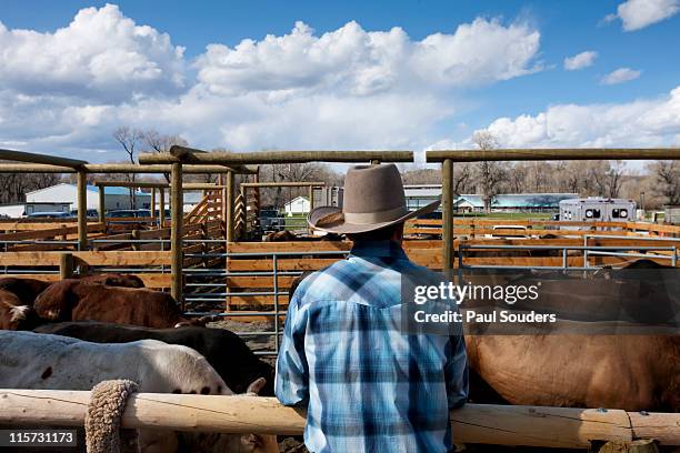 Bull Rodeo Fencing Rodeo Fence Photos and Premium High Res Pictures - Getty Images