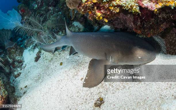 grey nurse shark lies on the bottom of the ocean floor in utila - sand tiger shark stock pictures, royalty-free photos & images