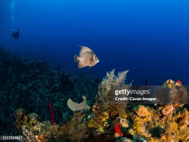 french angelfish & scuba diver swimming on the coral reef in utila - utila honduras stock pictures, royalty-free photos & images