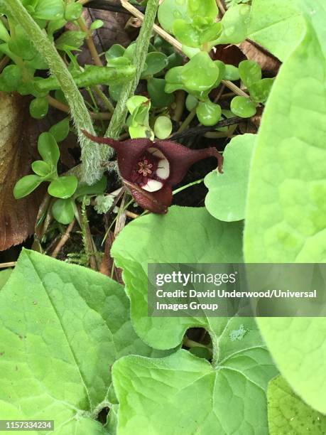 great smoky mountains national park, tn - asarum canadense stock pictures, royalty-free photos & images