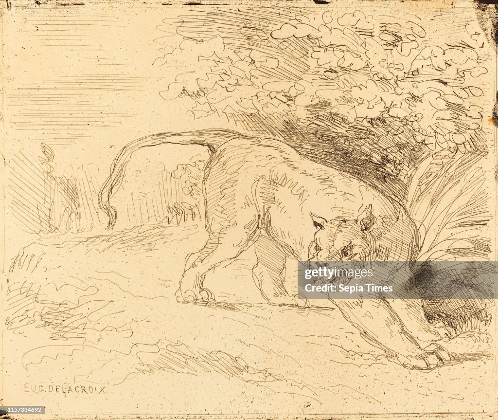 Tigre en arret.