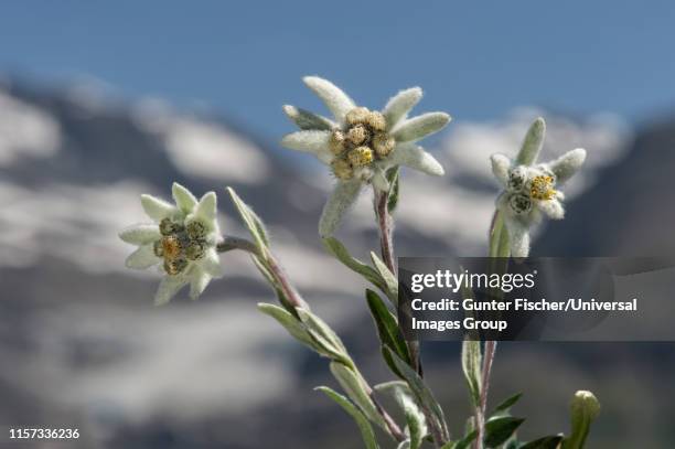edelweiss, leontopodium alpinum cass., aster family, asteraceae, val de bagnes, valais, switzerland - edelweiss flower stock pictures, royalty-free photos & images