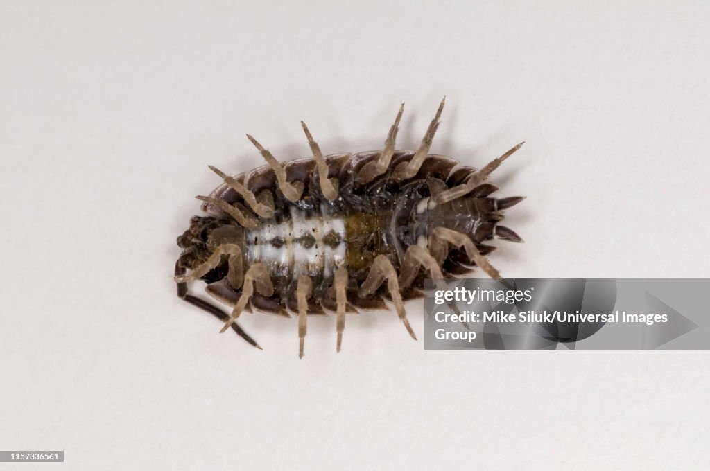 Sow bug, Porcellio dilatatus, Bottom view on white background.