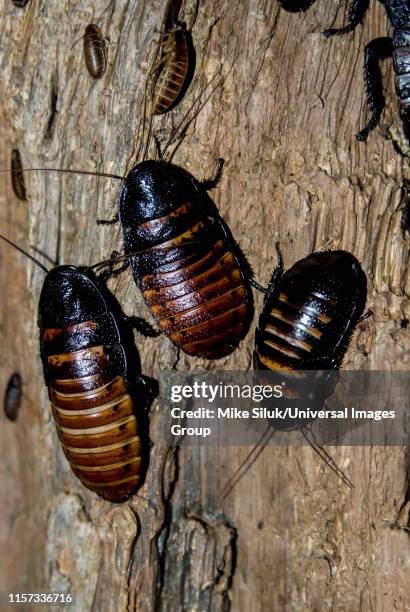 madagascar hissing cockroaches, gromphadorhina portentosa. - gromphadorhina ストックフォトと画像