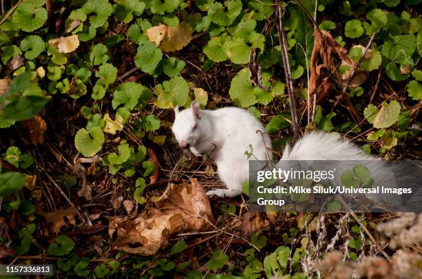 albino squirrel in the forest, eastern gray squirrel, sciurus carolinensis, vadnais heights, minnesota, vadnais lake regional park. - eastern gray squirrel stock-fotos und bilder