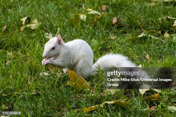 albino squirrel eating bird seed dropped from a bird feeder, eastern gray squirrel, sciurus carolinensis. - eastern gray squirrel stock-fotos und bilder