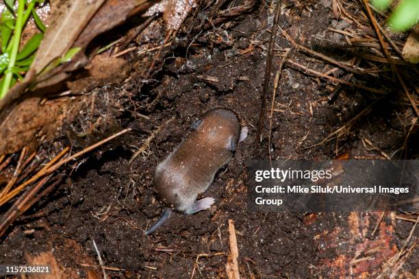 baby white-footed mouse, peromyscus leucopus, living under a log in the forest, vadnais heights, minnesota, john h. allison forest. - topo dalle zampe bianche foto e immagini stock