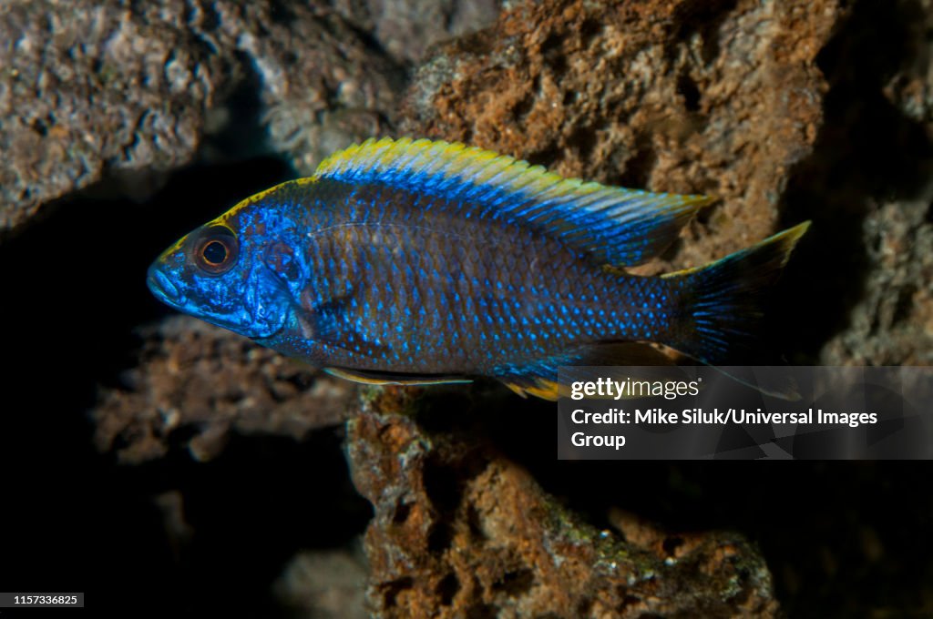 Aquarium fish, Apache Cichlid, Aulonocara maylandi.