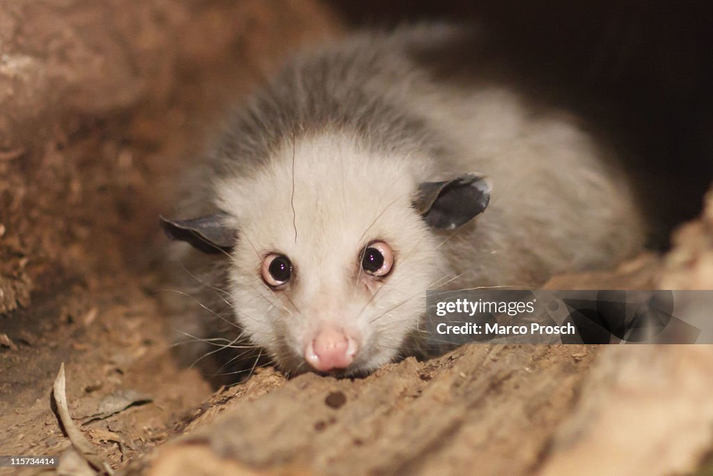 Heidi The Opossum Moves To New Quarters At Leipzig Zoo