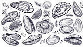 Shellfish seafood, vector hand drawn set. Oysters, mussels, scallop and other.