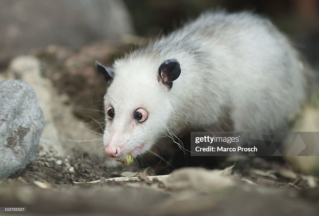 Heidi The Opossum Moves To New Quarters At Leipzig Zoo