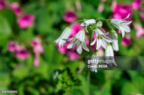 Allium triquetrum flowers. Bergamo. Lombardy. Italy.